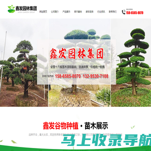 郓城县鑫发谷物种植专业合作社-绿化苗木